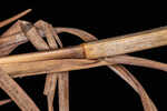 Wetand white bluestem